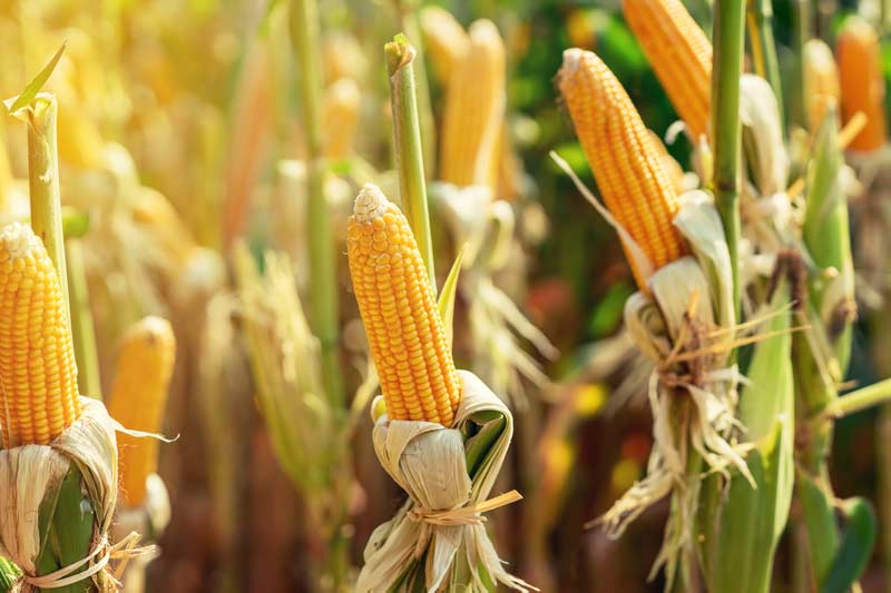 Maiskolben in einem Feld - aus fermentiertem Mais werden Maisfaserdecken gefertigt
