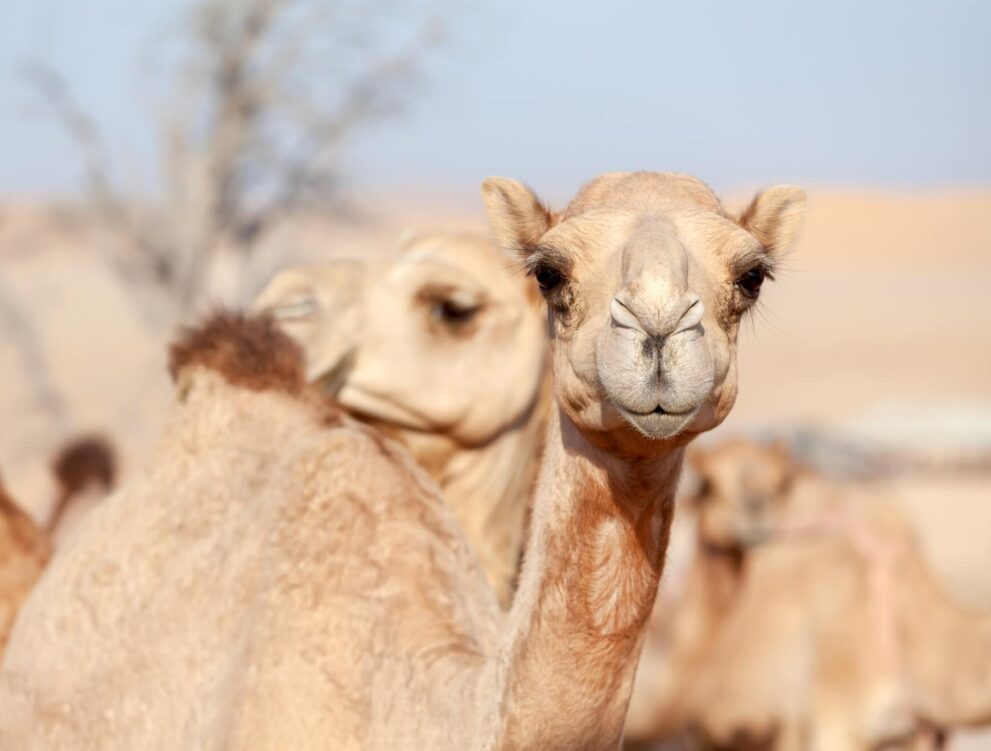 Kamel in der Wüste / Kamelhaarduvets
