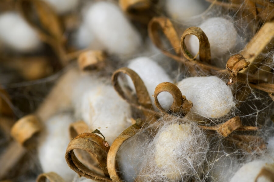 Wildseidenduvets werden aus leeren Kokons der Seidenraupe gefertigt