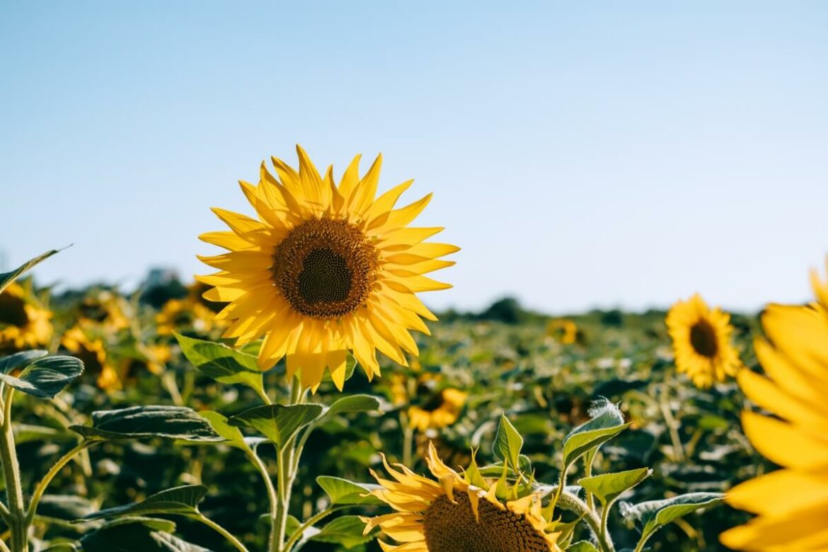 Sommerduvet - Sonnernblume auf Feld